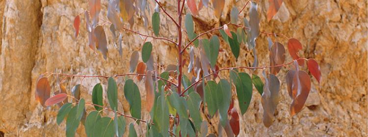 Ingeborg Tyssen, Bush Relevance 1, 1986. Type C photograph, 25.4 x 25.4cm. Hallmark Cards Australian Photography Collection Fund 1989. Collection: Art Gallery of New South Wales. © Ingeborg Tyssen, 1986. Licensed by Viscopy, Sydney. 