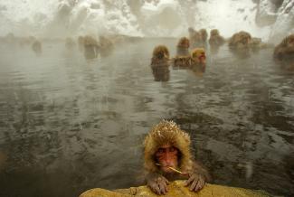 Mike Frakes, Snow Monkeys, from the exhibition 'Like Us'. Image courtesy of the artist.