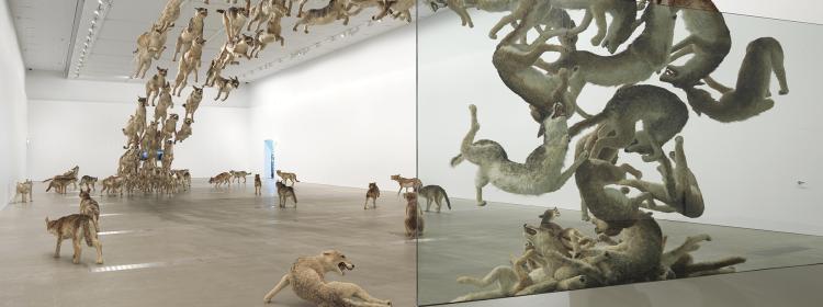Head On, 2006. 99 life-sized replicas of wolves and glass wall. Wolves: gauze, resin, and hide, dimensions variable. Deutsche Bank Collection, commissioned by Deutsche Bank AG. Photograph Queensland Art Gallery | Gallery of Modern Art.