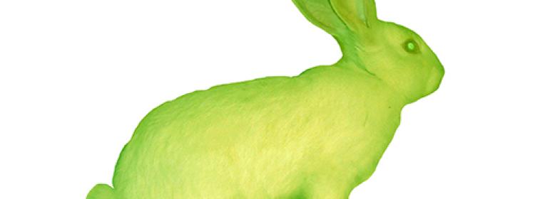 Eduardo Kac, GFP Bunny, 2000. Transgenic Artwork. Courtesy Black Box Gallery, Copenhagen.