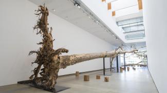 Eucalyptus, 2013. Spotted gum (Corymbia maculata), wooden stools, paper and pencils, Length 3150cm (approx.) Commissioned for the exhibition Falling Back to Earth, 2013. Photograph Queensland Art Gallery | Gallery of Modern Art.