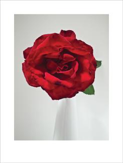 Peter Peryer, Red Rose, 2008